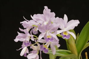 Cattlianthe Portia LM's Blue Fairy AM/AOS 80 pts. Inflorescence